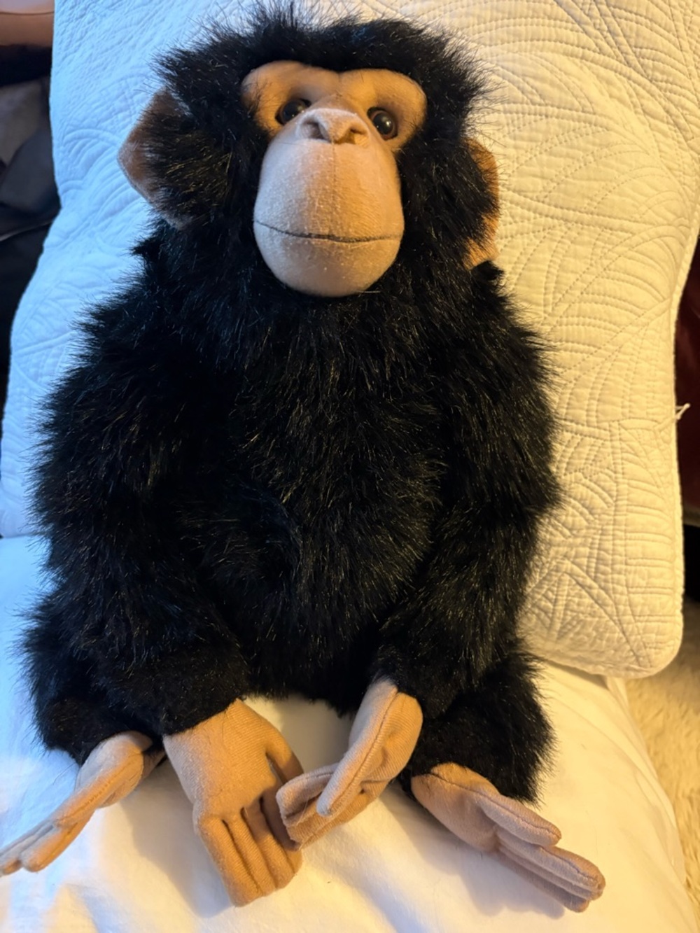 Hansa sitting chimp